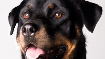 Quelle est la meilleure assurance pour un rottweiler ?