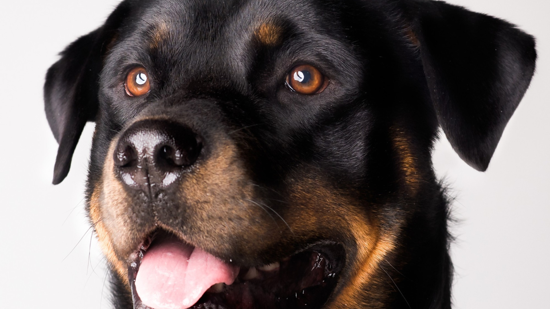 Quelle est la meilleure assurance pour un rottweiler ?